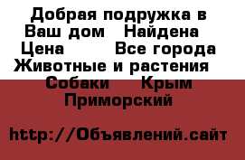 Добрая подружка,в Ваш дом!!!Найдена › Цена ­ 10 - Все города Животные и растения » Собаки   . Крым,Приморский